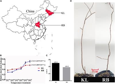 Comparative Metabolomic and Transcriptomic Studies Reveal Key Metabolism Pathways Contributing to Freezing Tolerance Under Cold Stress in Kiwifruit